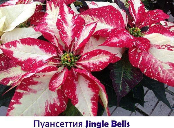 Cloches de poinsettia