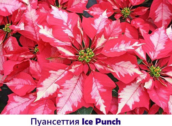 Ponche de Poinsettia Ice