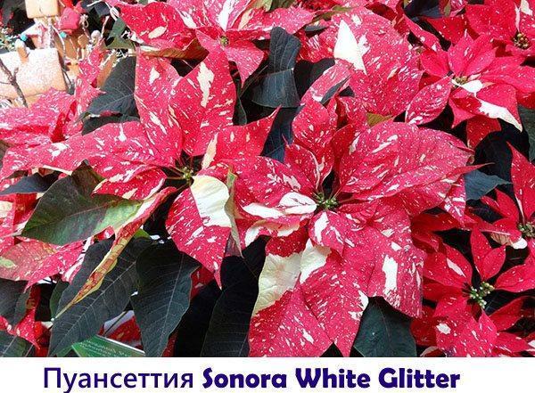 Poinsettia Sonora Blanc Pailleté