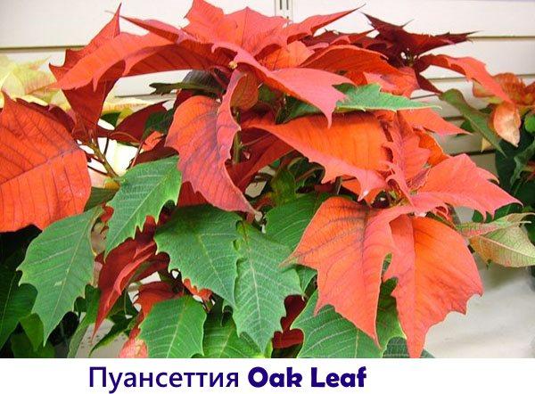 Feuille de chêne poinsettia
