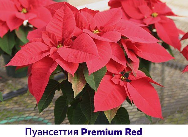 Poinsettia Premium Rouge