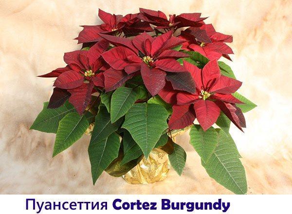 Poinsettia Cortez Burdeos