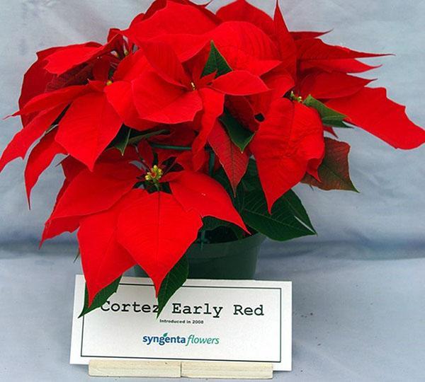 Poinsettia Cortez Rouge