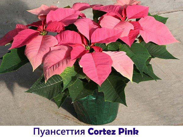 Poinsettia Cortez Rosa