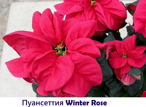Poinsettia Winter Rose