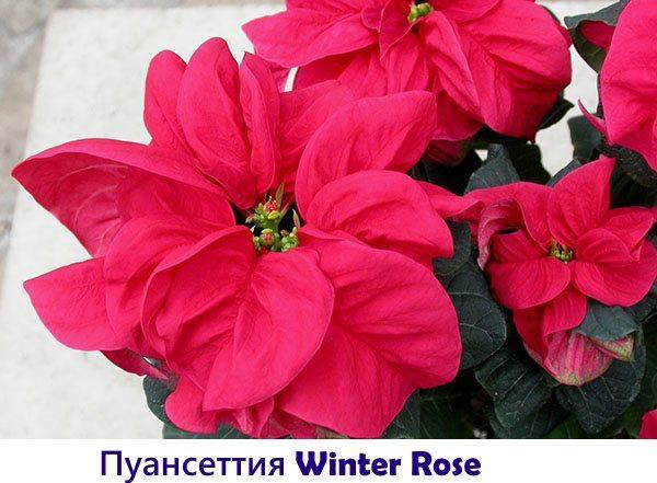 Rose d'hiver poinsettia