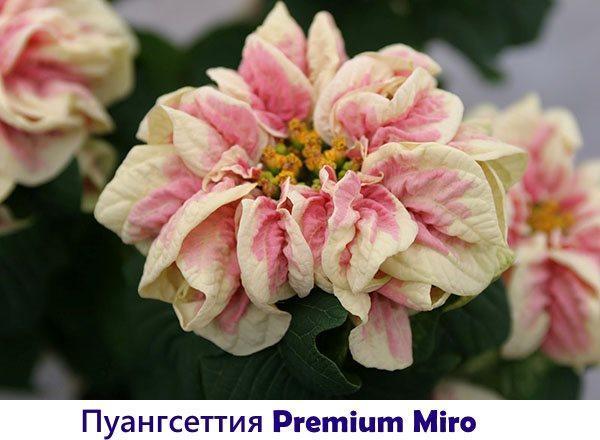 Poinsettia Premium Miro