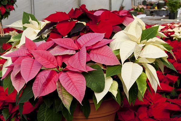 variedad de colores de poinsettia