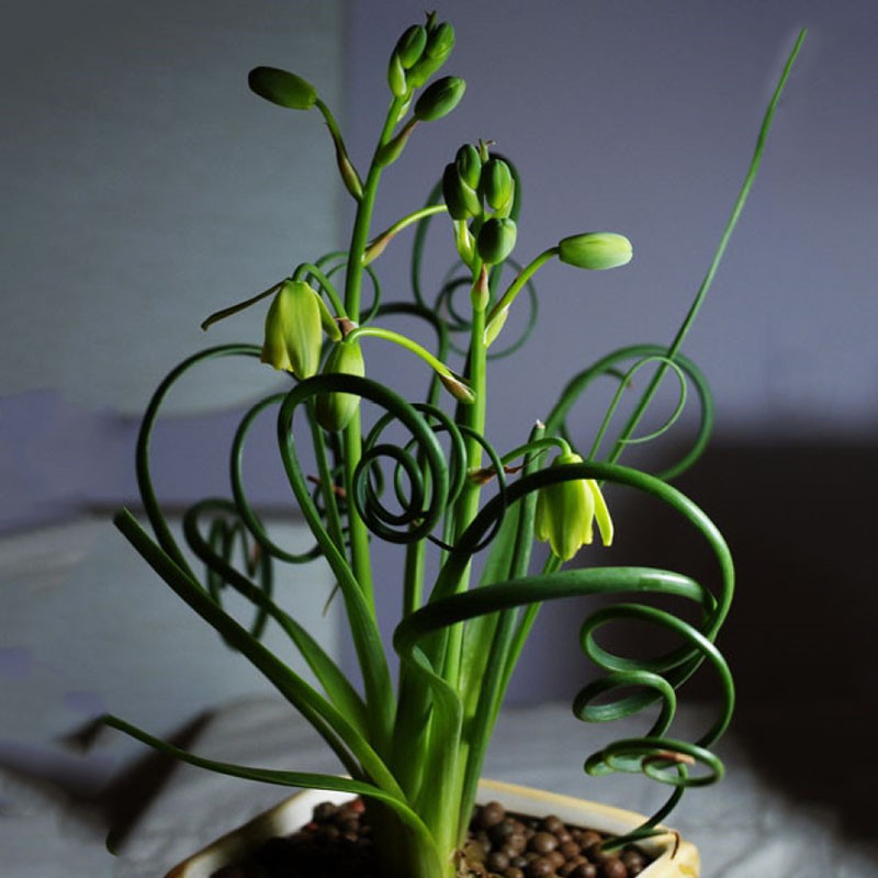 trachyandra en fleurs
