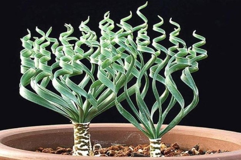 méduse tentacule succulente