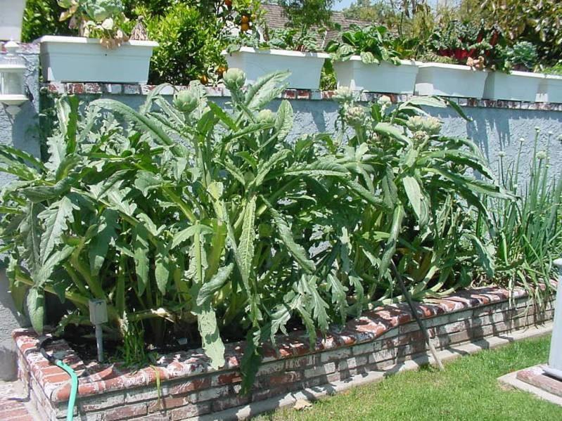 cultivo de alcachofa al aire libre