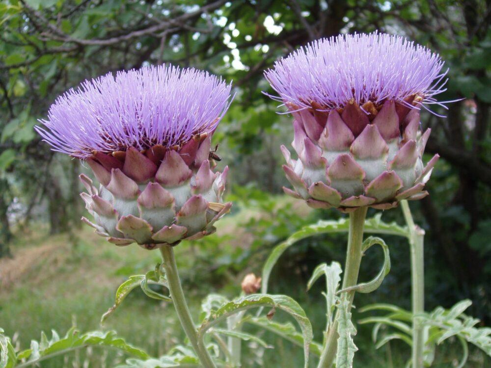 flores de alcachofa