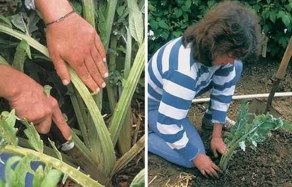 dividiendo el arbusto y plantando