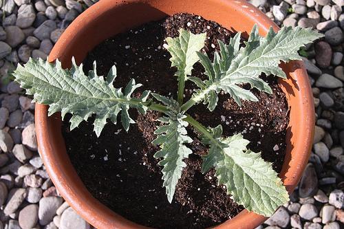 arbusto de alcachofa bien desarrollado
