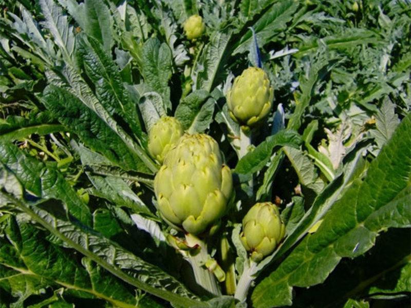 alcachofa en casas de verano