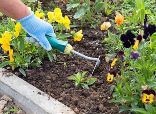 Cuidando violetas tricolores en un macizo de flores.