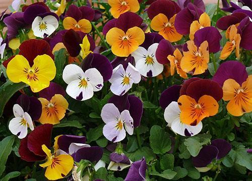 La violeta tricolor tiene propiedades medicinales.