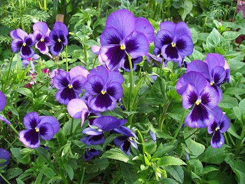 Viola huele en el macizo de flores