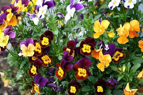 A través de la selección, se han obtenido muchas variedades de violetas tricolores.