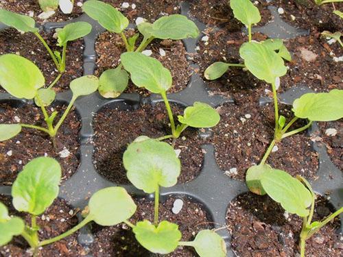 Un poco más y las plantas se pueden plantar en campo abierto.