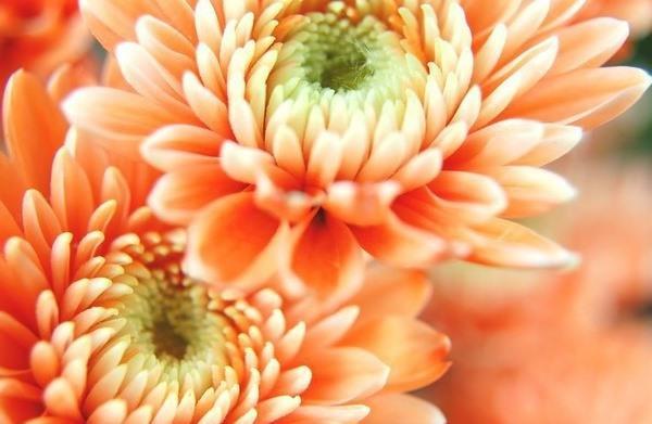 Chrysanthème