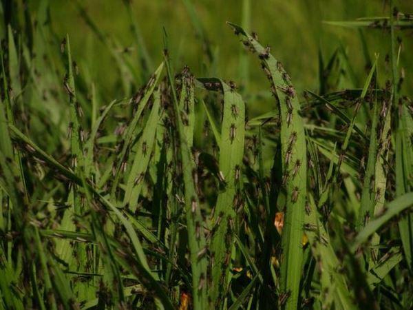 L'invasion des moustiques en Biélorussie