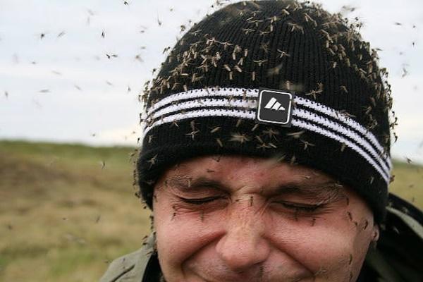 Les moustiques attaquent une personne