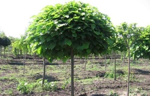 jardin de mûriers en sibérie