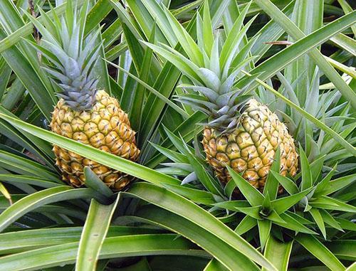 L'ananas a un feuillage long et dur