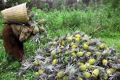 Récolte d'ananas