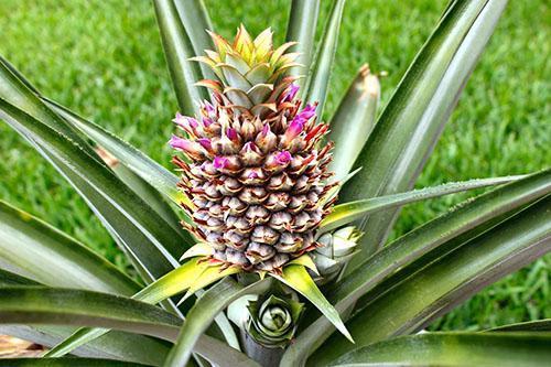 Fleurs d'inflorescence d'ananas