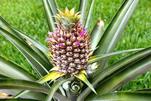 Flores de inflorescencia de piña