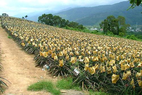 Para obtener frutos dulces, las inflorescencias de piña se cubren con tapas.