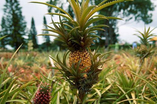 Ananas dans la vallée de la rivière Parana