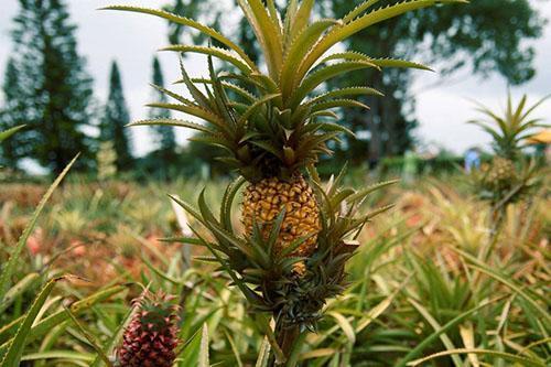 Piña en el valle del río Paraná