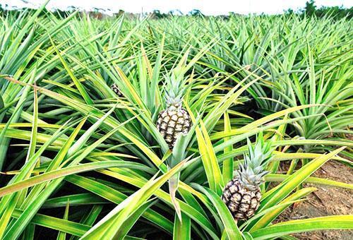 Champ d'ananas dans la colonne indienne