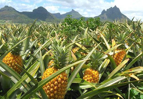 Plantación de piña