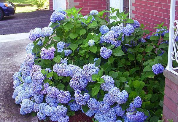 decoración de la parcela hortensia