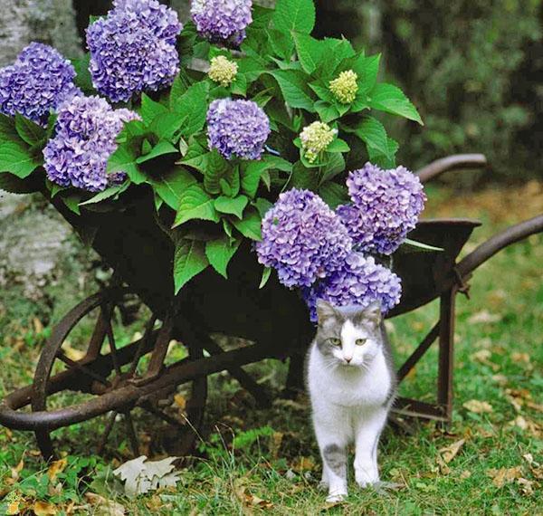 exuberante flor de hortensia