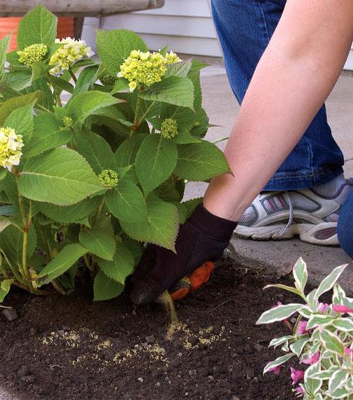 plantando hortensias en campo abierto.