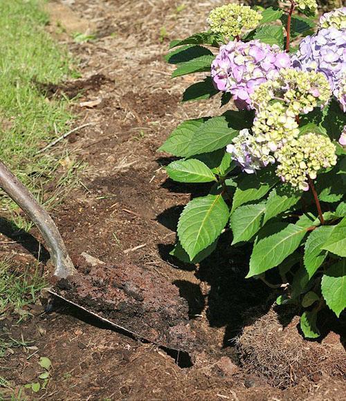 terminando la siembra de hortensias