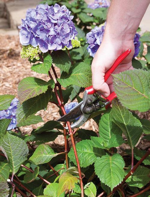 poda de tallos de hortensias