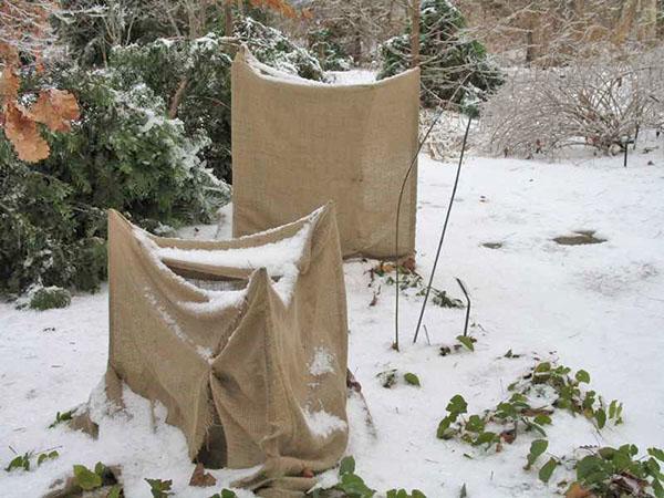 protección de hortensias en invierno