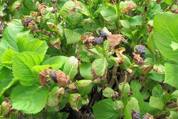 hortensia sufrió de la fría primavera