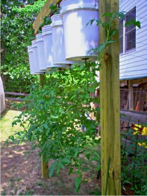 tomates plantées