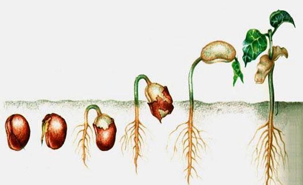 Germinación de semillas de hiedra