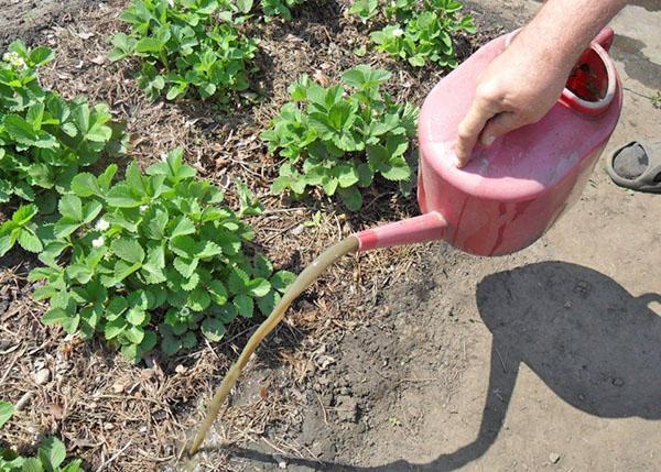 fertilisation au printemps