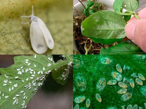 mosca blanca