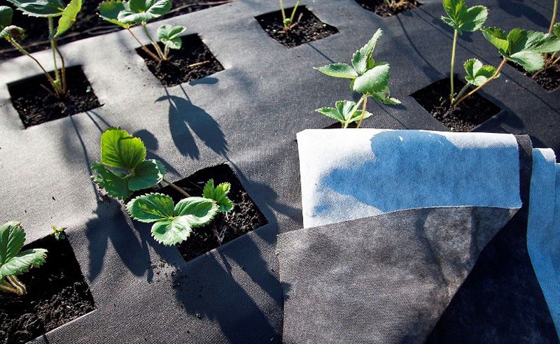 mulching con lutrasil negro