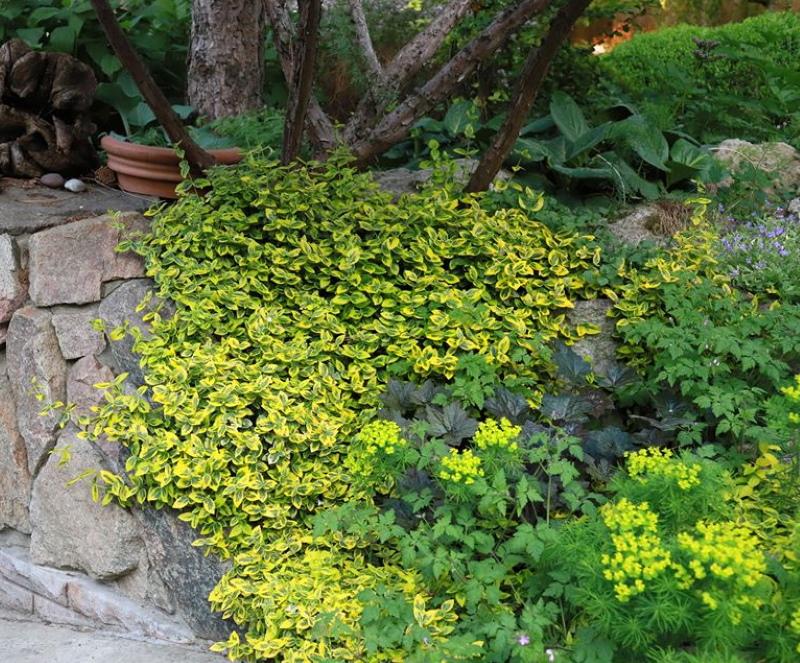 euonymus en un tobogán alpino